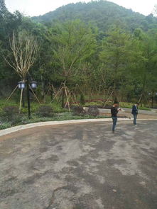 园林绿化工程案例 惠州罗浮山寺庙二期配套景观工程